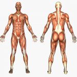 Human Anatomy - Male Muscles